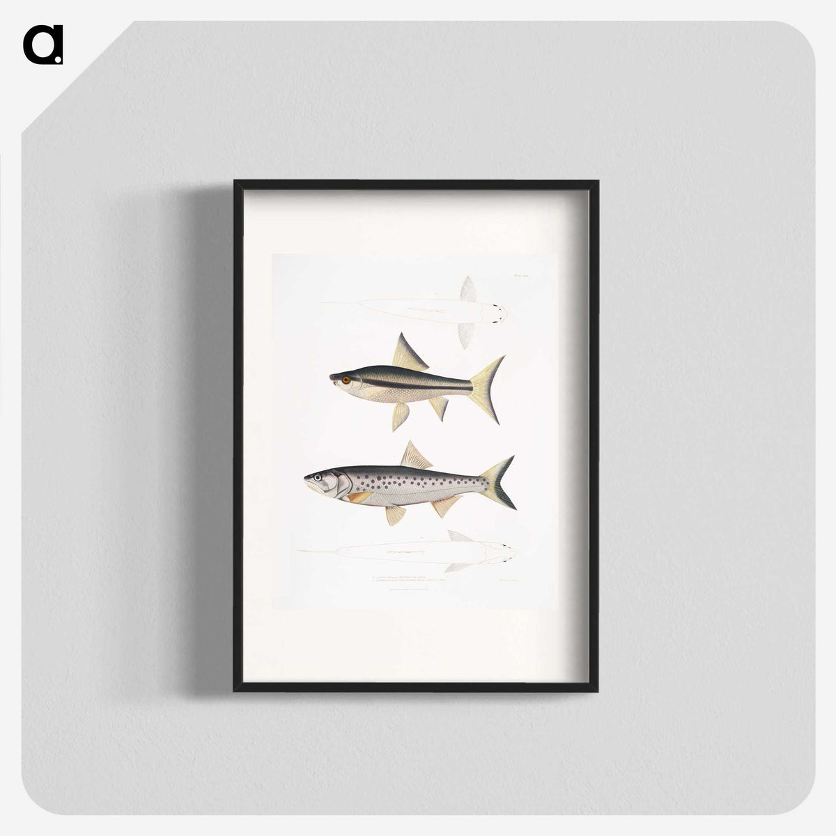 2-9_Indian-Zoology_blk