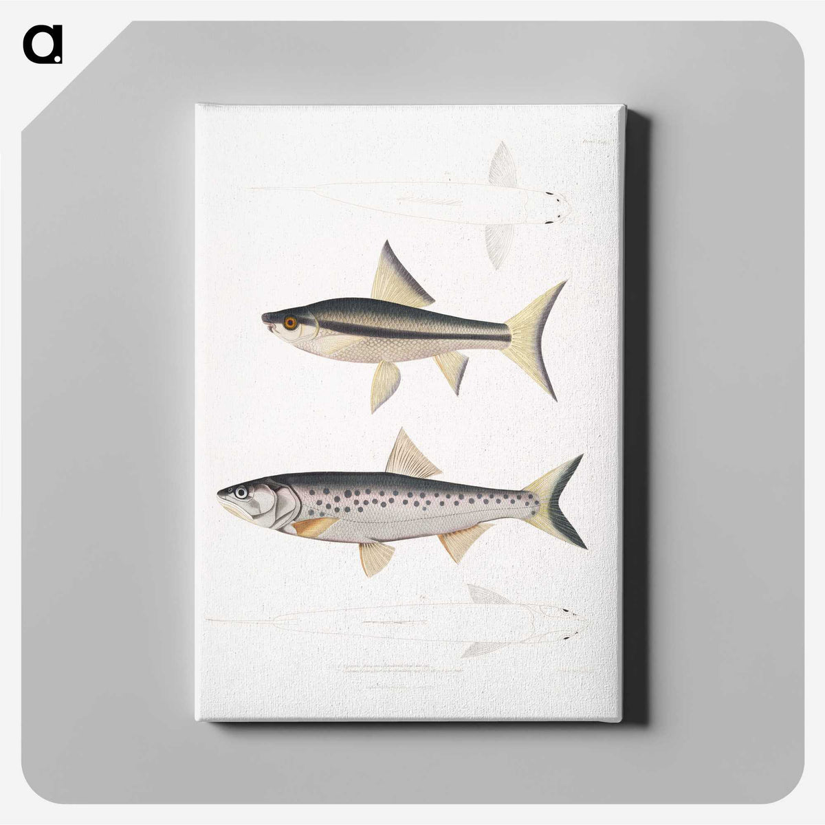 2-9_Indian-Zoology_canvas