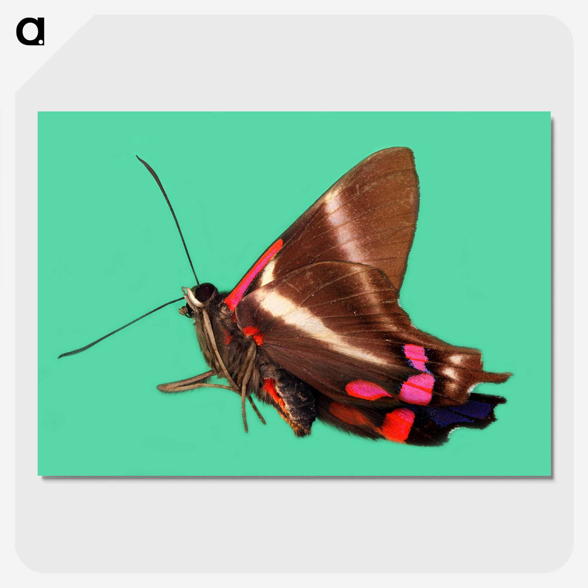 2-9_Insects-Unlocked-Project_picture-crop