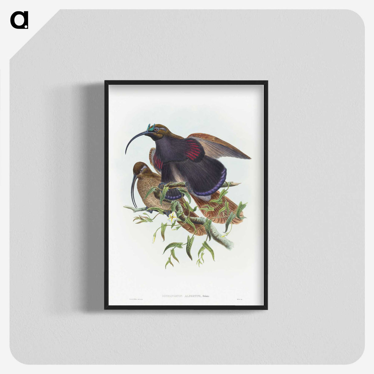 2-9_John-Gould_blk-crop