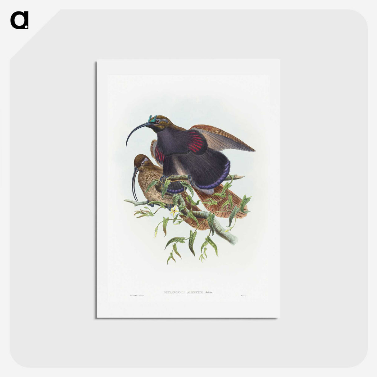 2-9_John-Gould_hagaki