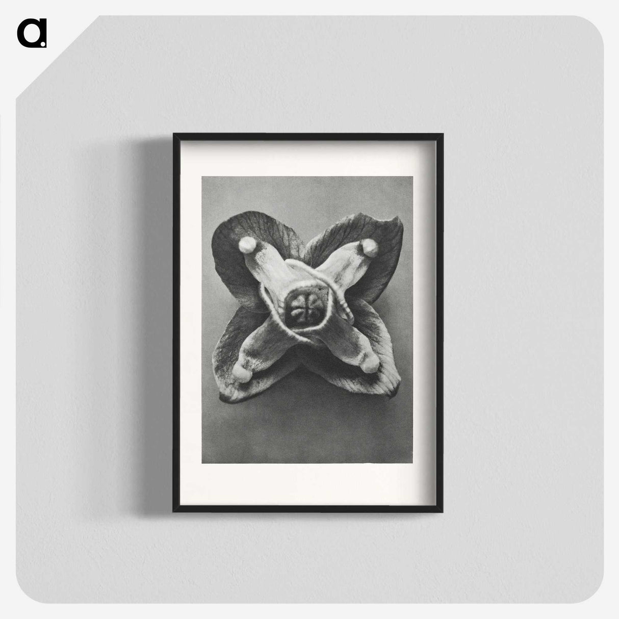 2-9_Karl-Blossfeldt_blk