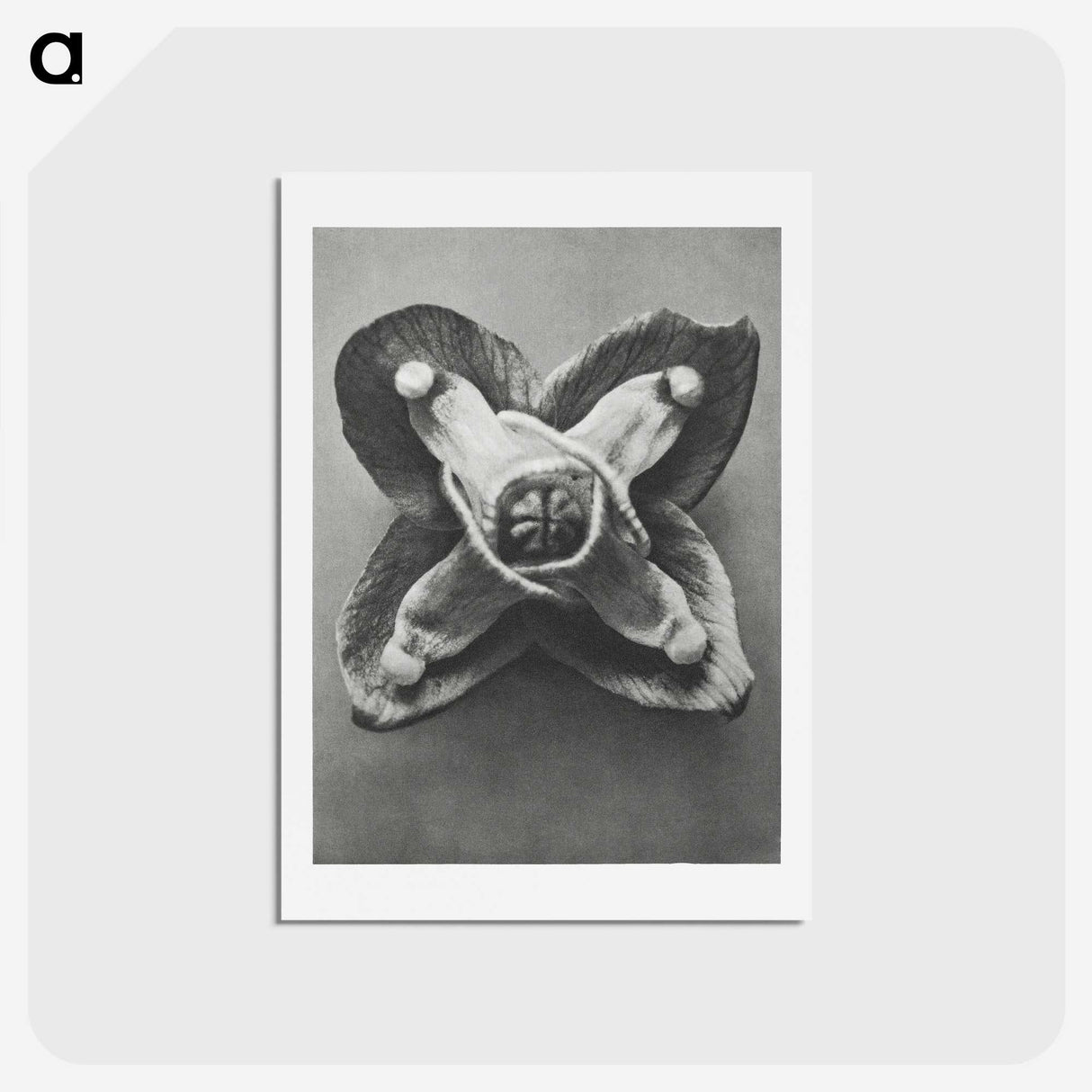 2-9_Karl-Blossfeldt_hagaki