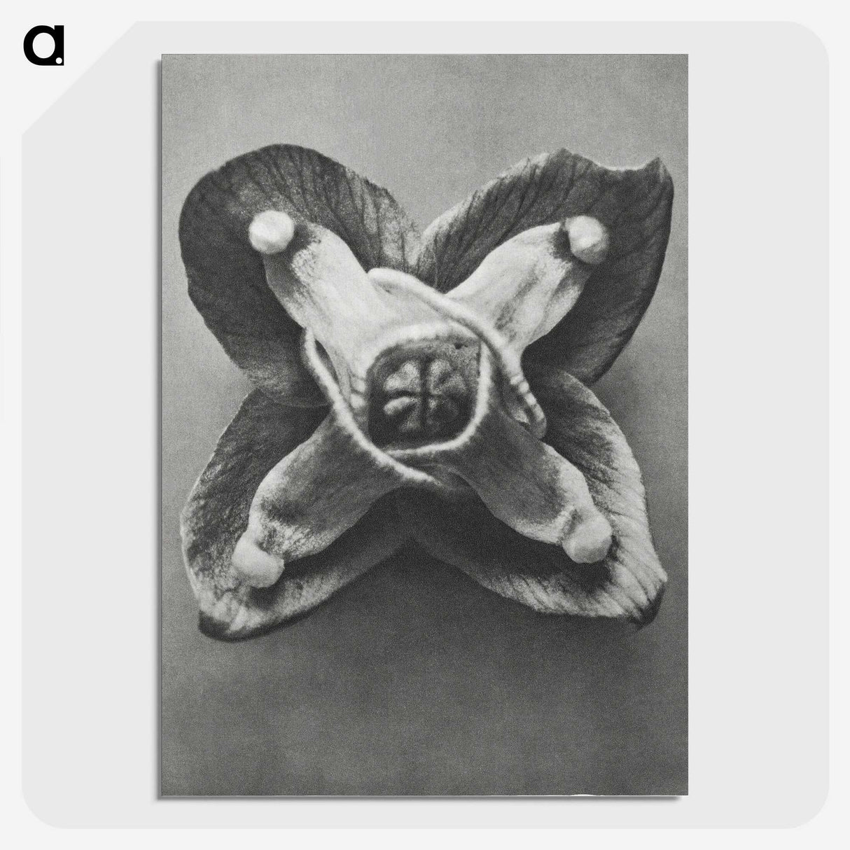 2-9_Karl-Blossfeldt_picture-crop