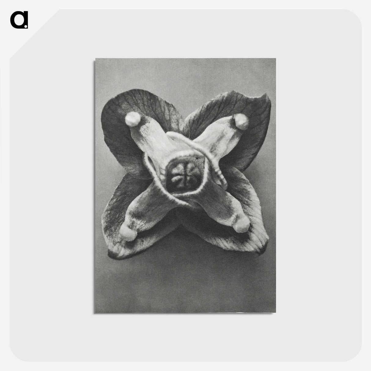 2-9_Karl-Blossfeldt_postcard