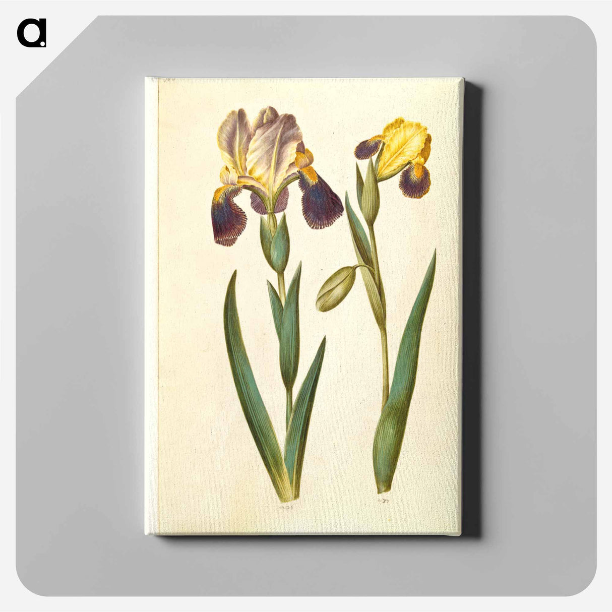 アートパネル-Irises
- マリア ジビーラ メーリアン Canvas.