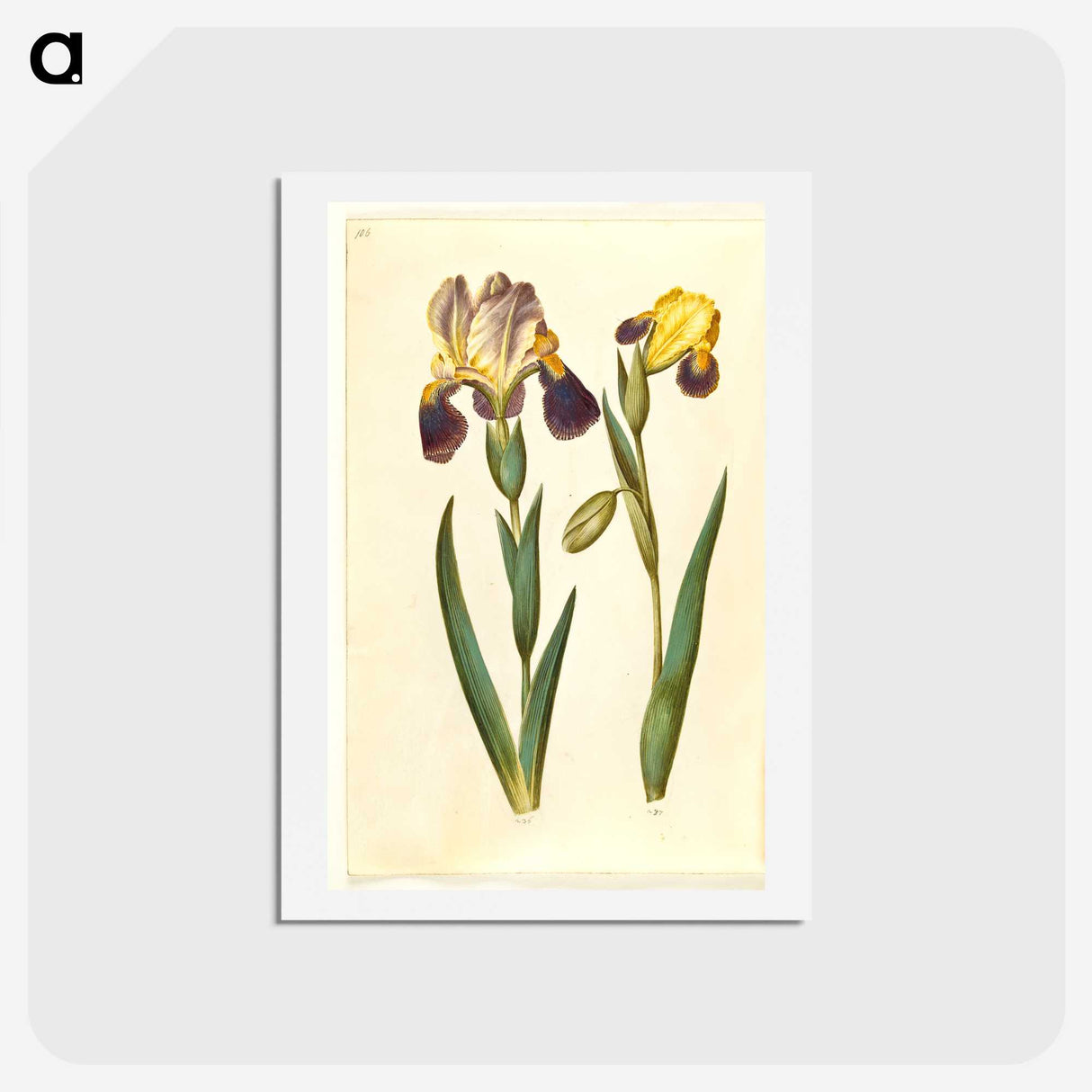 2-9_Maria-Sibylla-Merian_hagaki