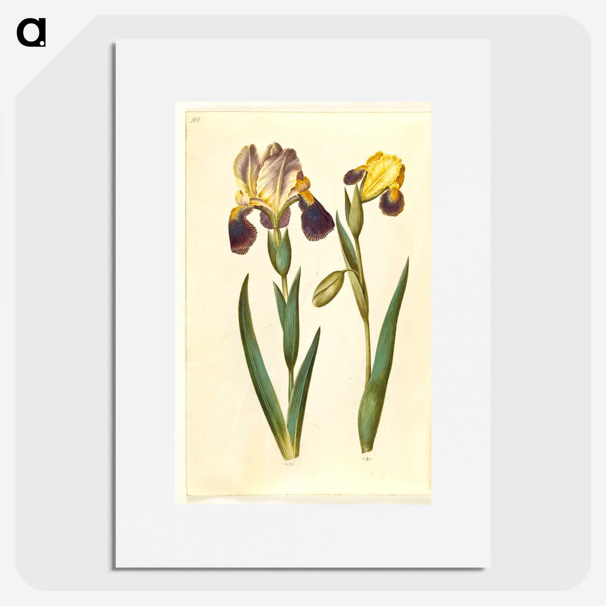 2-9_Maria-Sibylla-Merian_picture