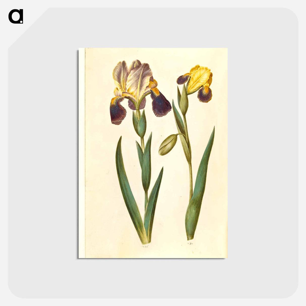 アートポストカード-Irises
- マリア ジビーラ メーリアン Postcard.