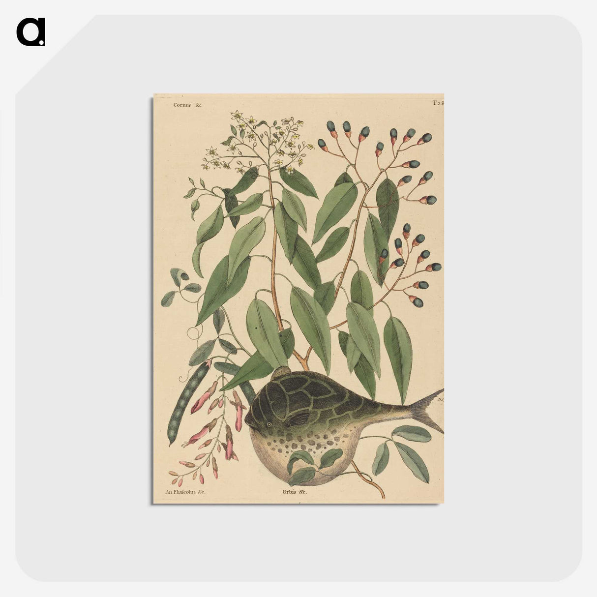 2-9_Mark-Catesby_postcard