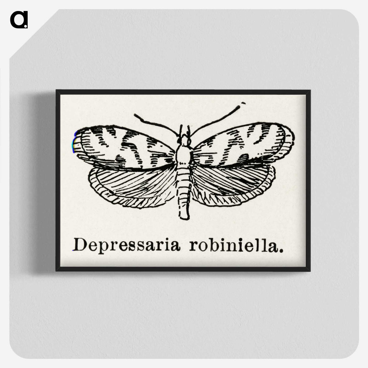 2-9_Moths-and-Butterflies-of-the-United-States_blk-crop