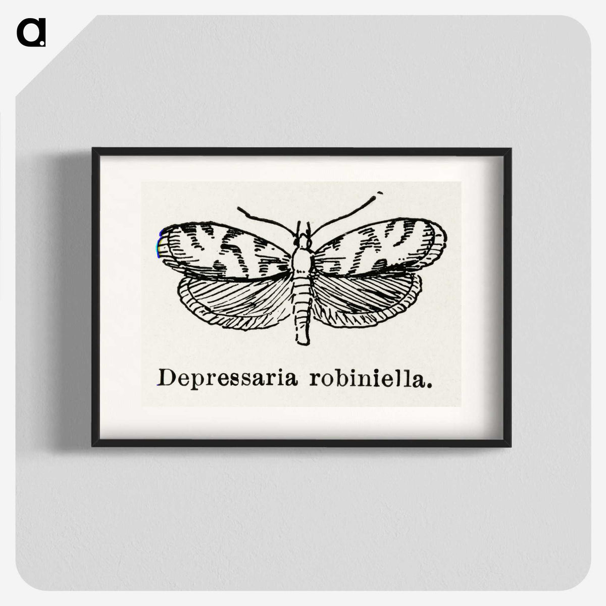 2-9_Moths-and-Butterflies-of-the-United-States_blk