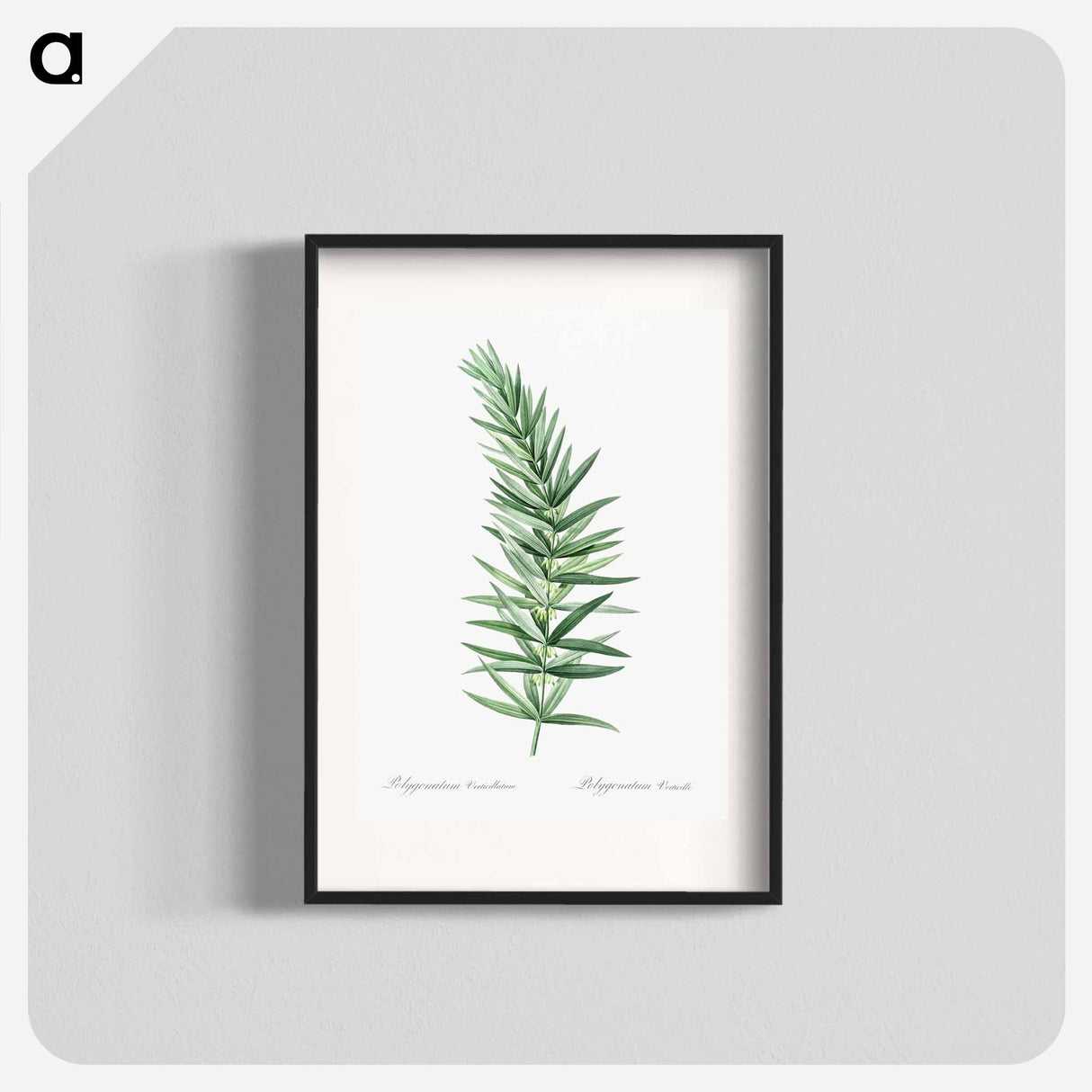 Whorled Solomon's seal - Pierre Joseph Redouté Poster.