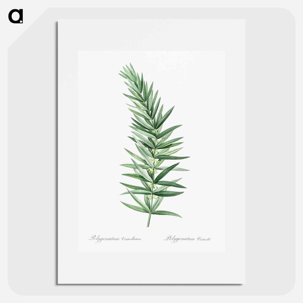 Whorled Solomon's seal - Pierre Joseph Redouté Poster.