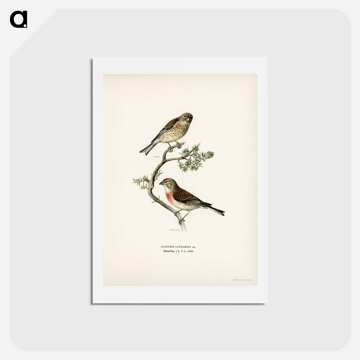 アートポストカード-Common Linnet
- スヴェンスカ フォグラル Postcard.