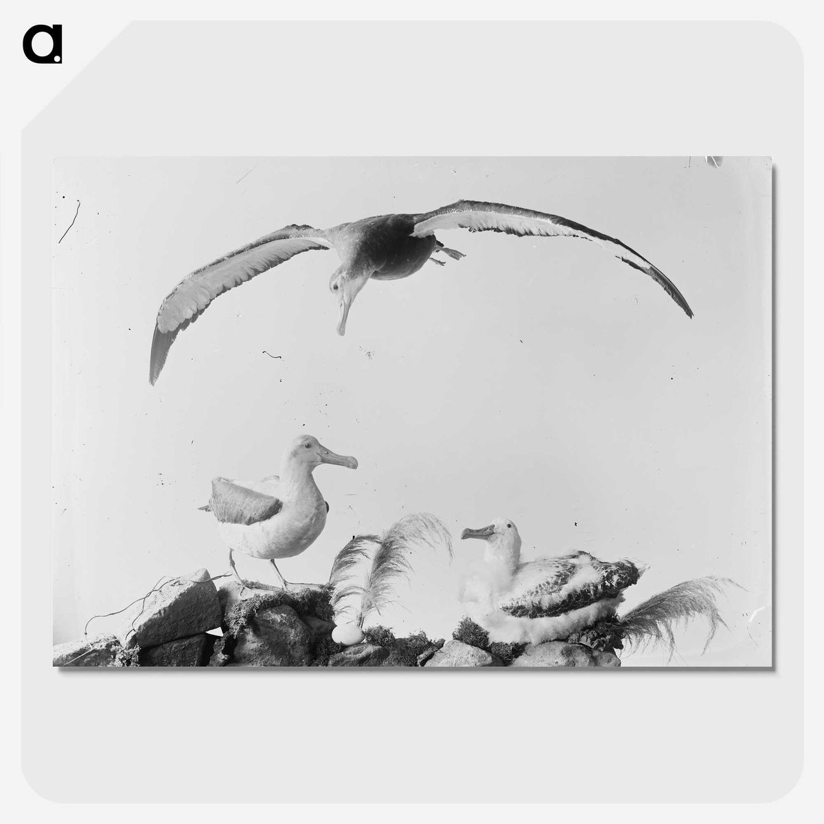 2-9_The-Burton-Brothers_picture-crop