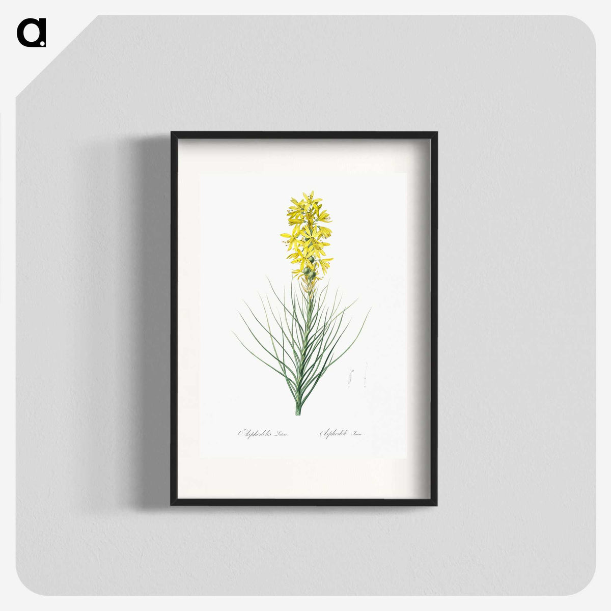 2-9_The-Lilies_blk