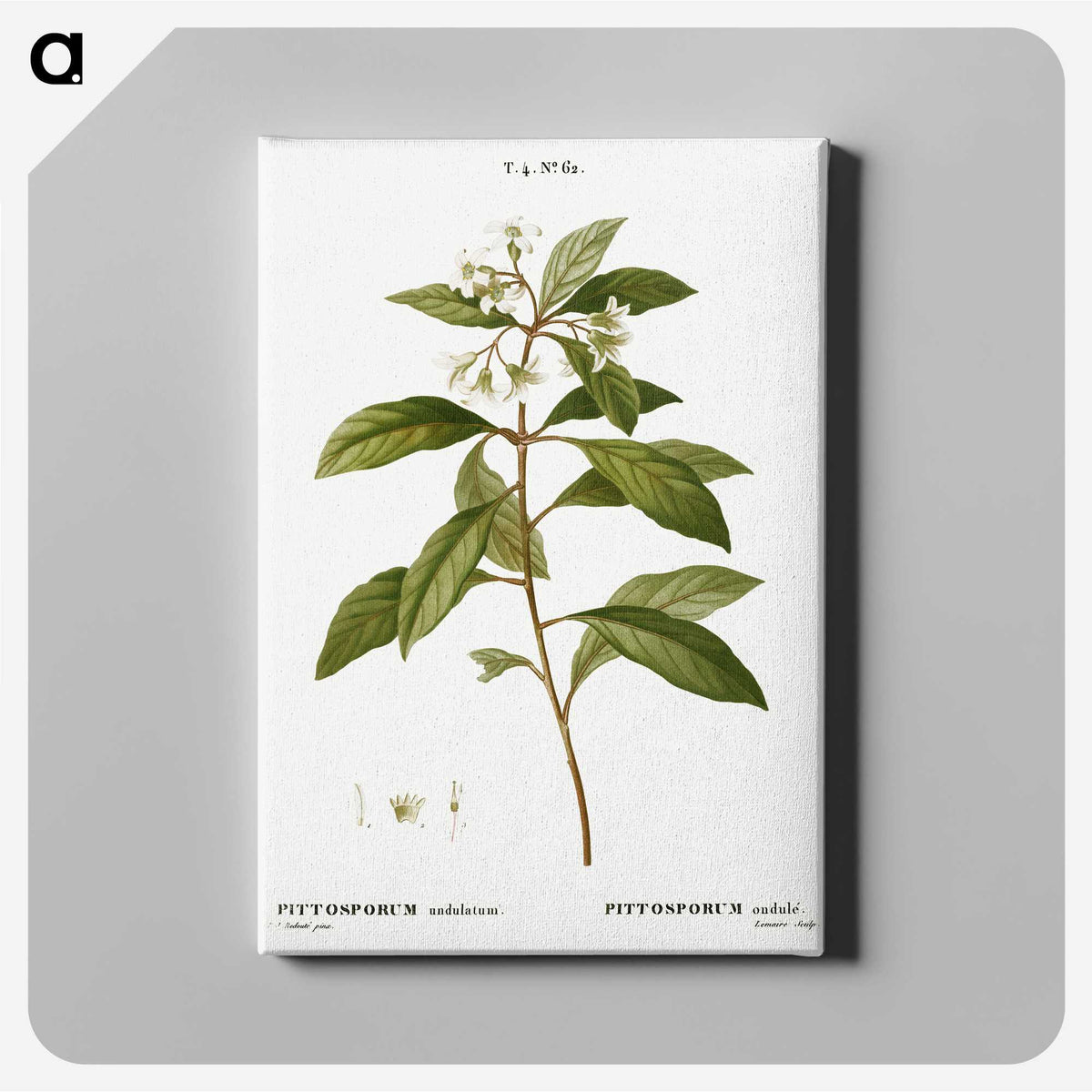 2-9_Treatise-on-Trees-and-Shrubs_canvas