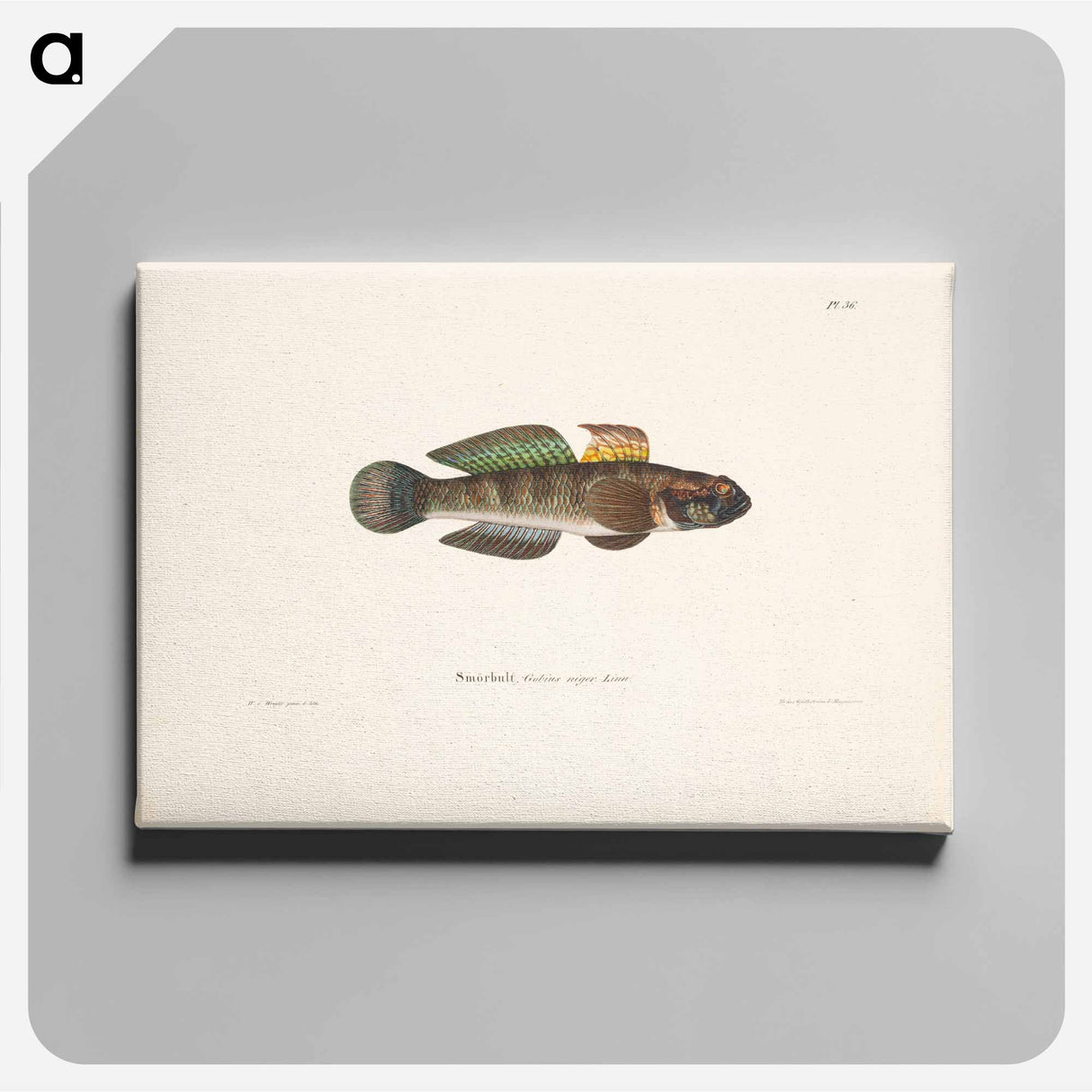 アートパネル-Black goby - ヴィルヘルム フォン ライト Canvas.