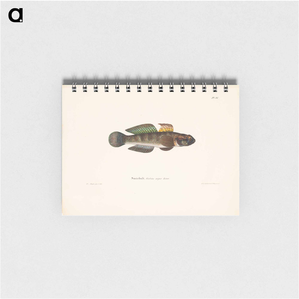 アートメモ帳-Black goby - ヴィルヘルム フォン ライト Memo.