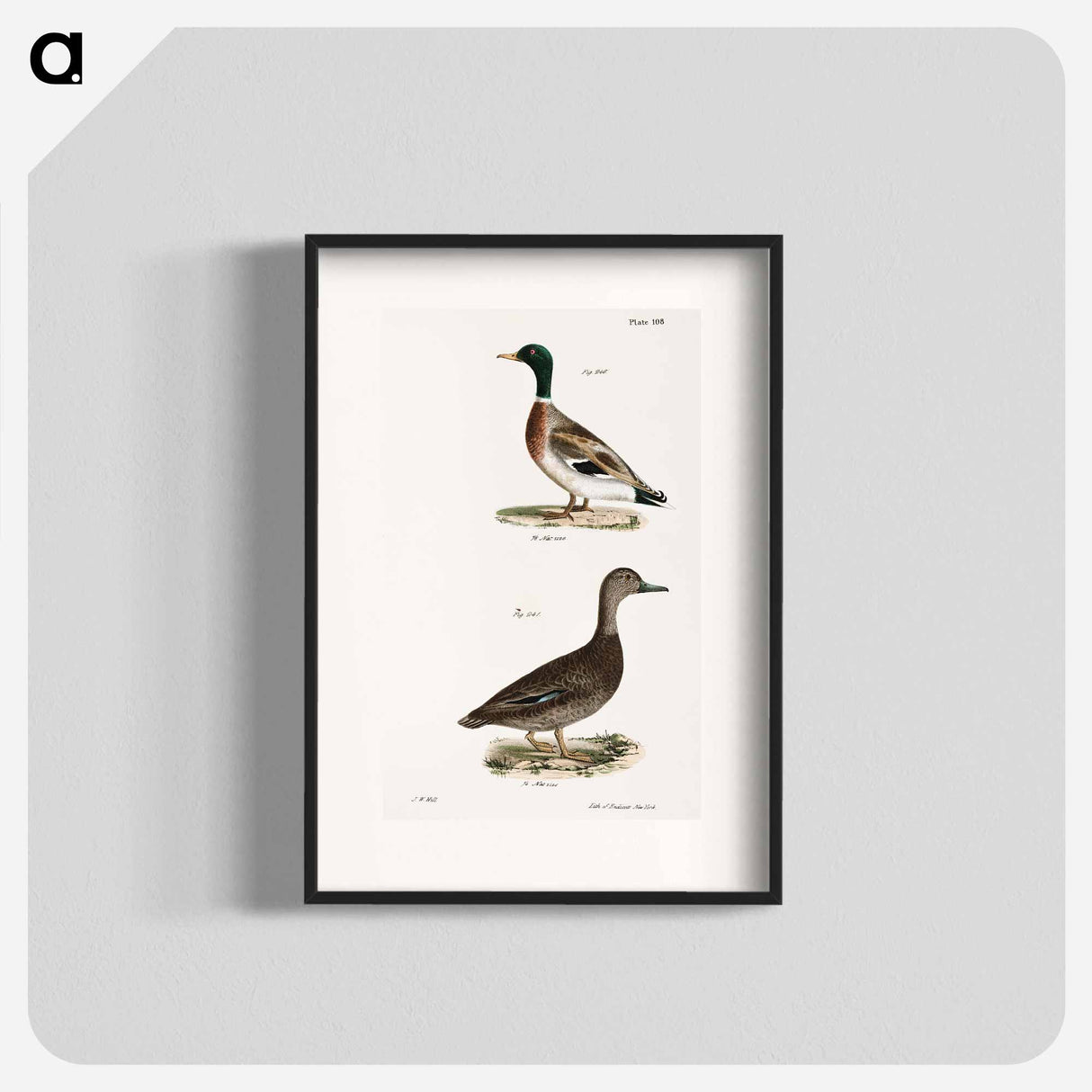 Mallard (Anas boschas) 241. Black Duck (Anas obscura) illustration from Zoology of New York by James Ellsworth De Kay - ニューヨークの動物学 Poster.
