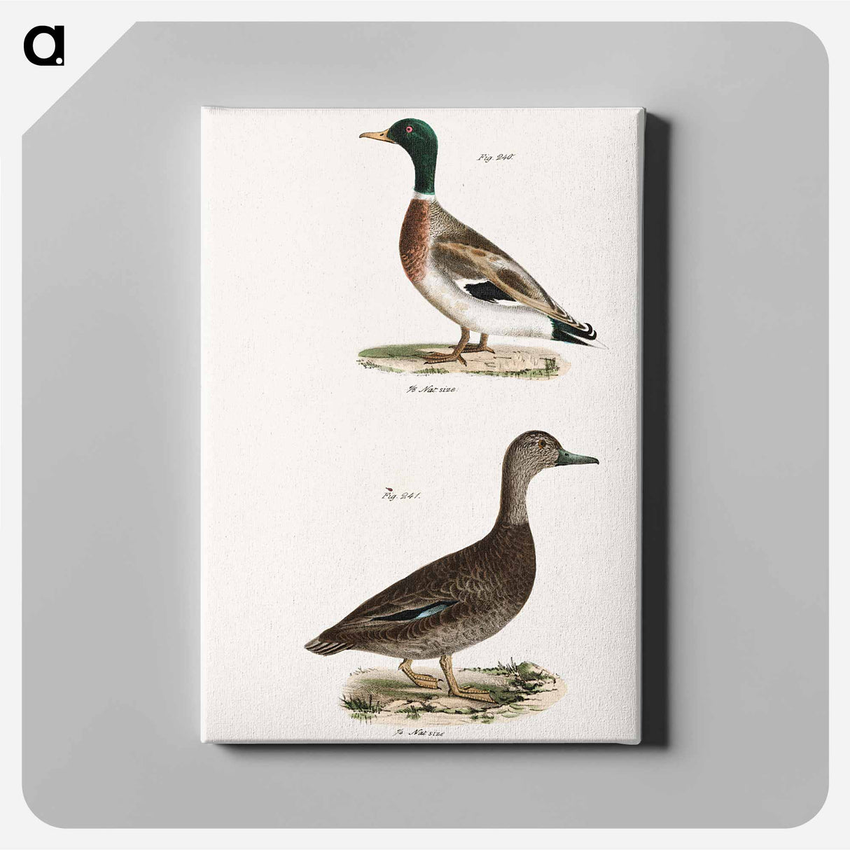 Mallard (Anas boschas) 241. Black Duck (Anas obscura) illustration from Zoology of New York by James Ellsworth De Kay - ニューヨークの動物学 Canvas.