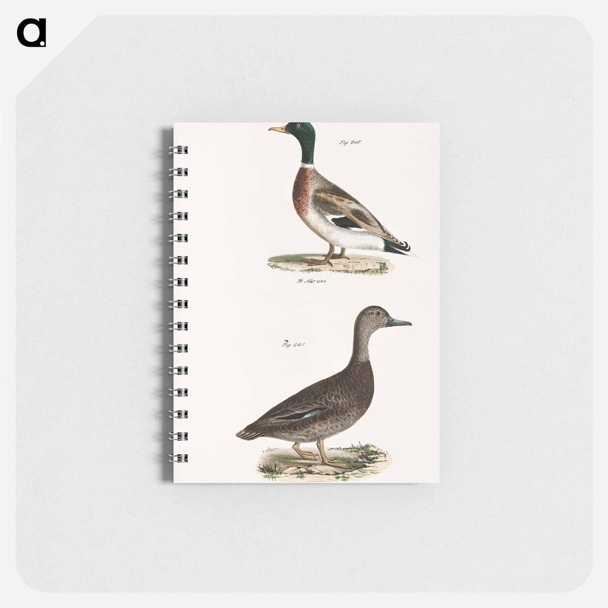 Mallard (Anas boschas) 241. Black Duck (Anas obscura) illustration from Zoology of New York by James Ellsworth De Kay - ニューヨークの動物学 Memo.