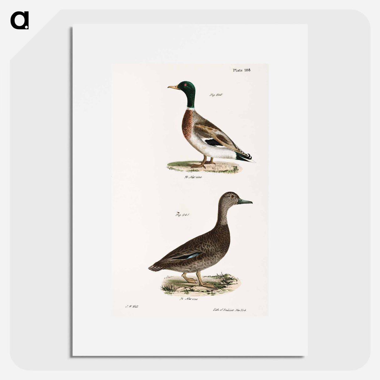Mallard (Anas boschas) 241. Black Duck (Anas obscura) illustration from Zoology of New York by James Ellsworth De Kay - ニューヨークの動物学 Poster.