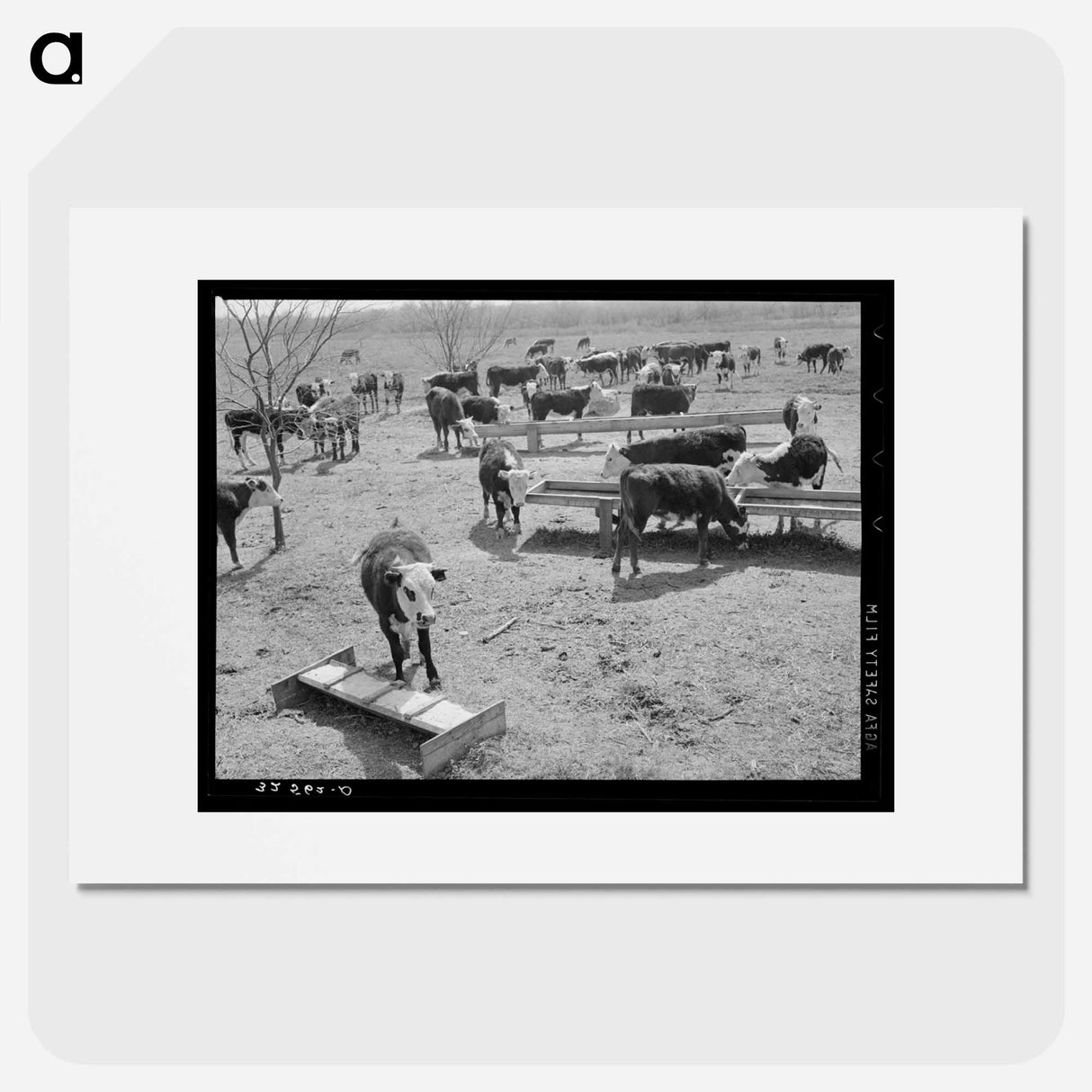 アートポスター-Cattle at Feeding Trough
- ラッセル リー Poster.