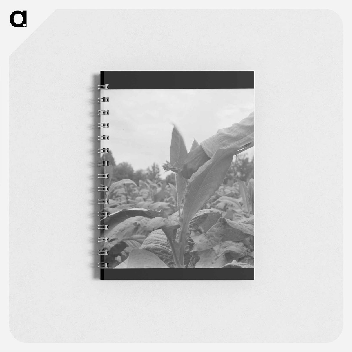 tenant topping tobacco - ドロテア ラング Memo.