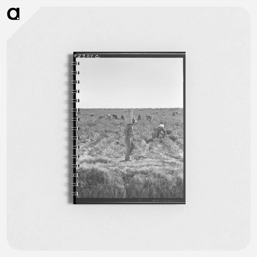 Untitled photo, possibly related to: Pea pickers near Calipatria, California - ドロテア ラング Memo.