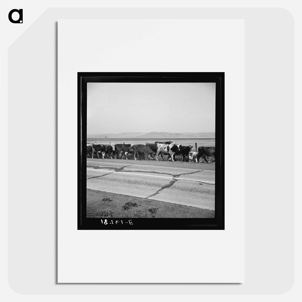 Untitled photo - Dorothea Lange Poster.