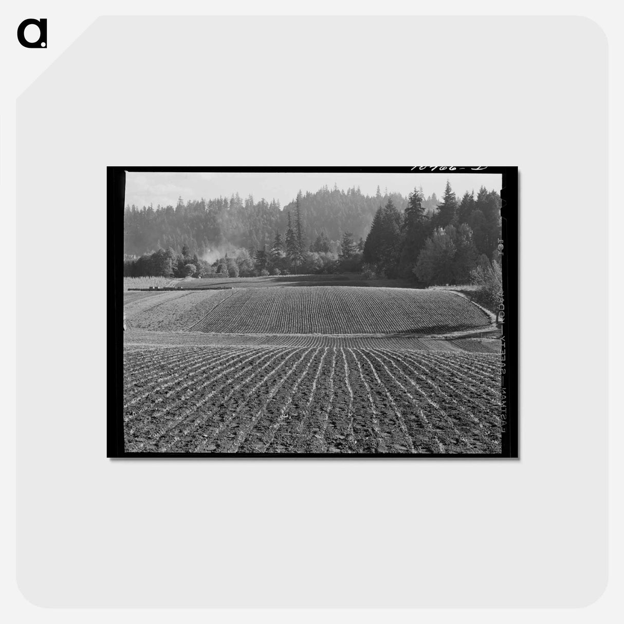アートポストカード-Fall Spinach, Willamette Valley
- ラッセル リー Postcard.