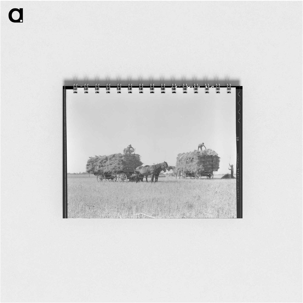 Untitled photo, possibly related to: Harvesting oats. Clayton, Indiana - ドロテア ラング Memo.