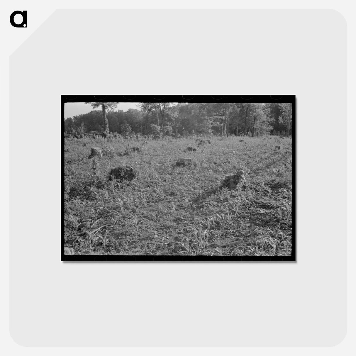 アートポストカード-Corn on Freshly Cut Land
- ラッセル リー Postcard.
