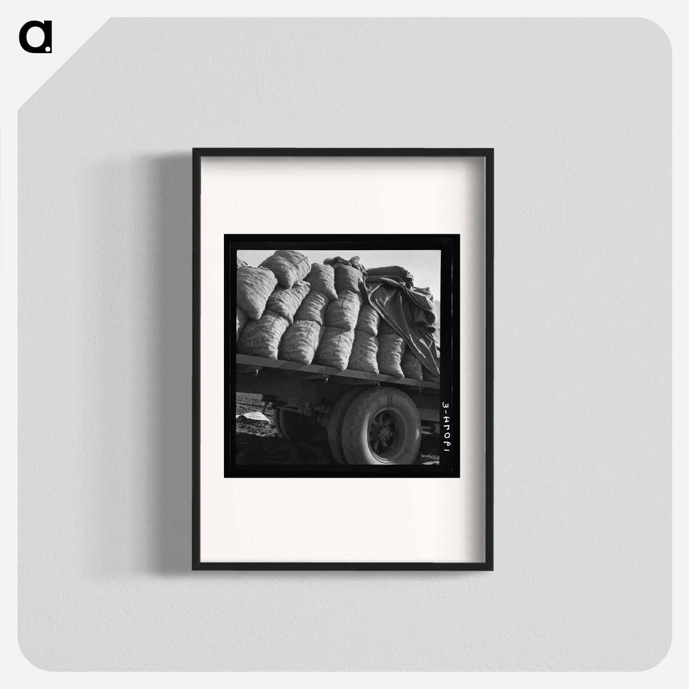 Kern County, California. Truck loaded with potato seed. - Dorothea Lange Poster.
