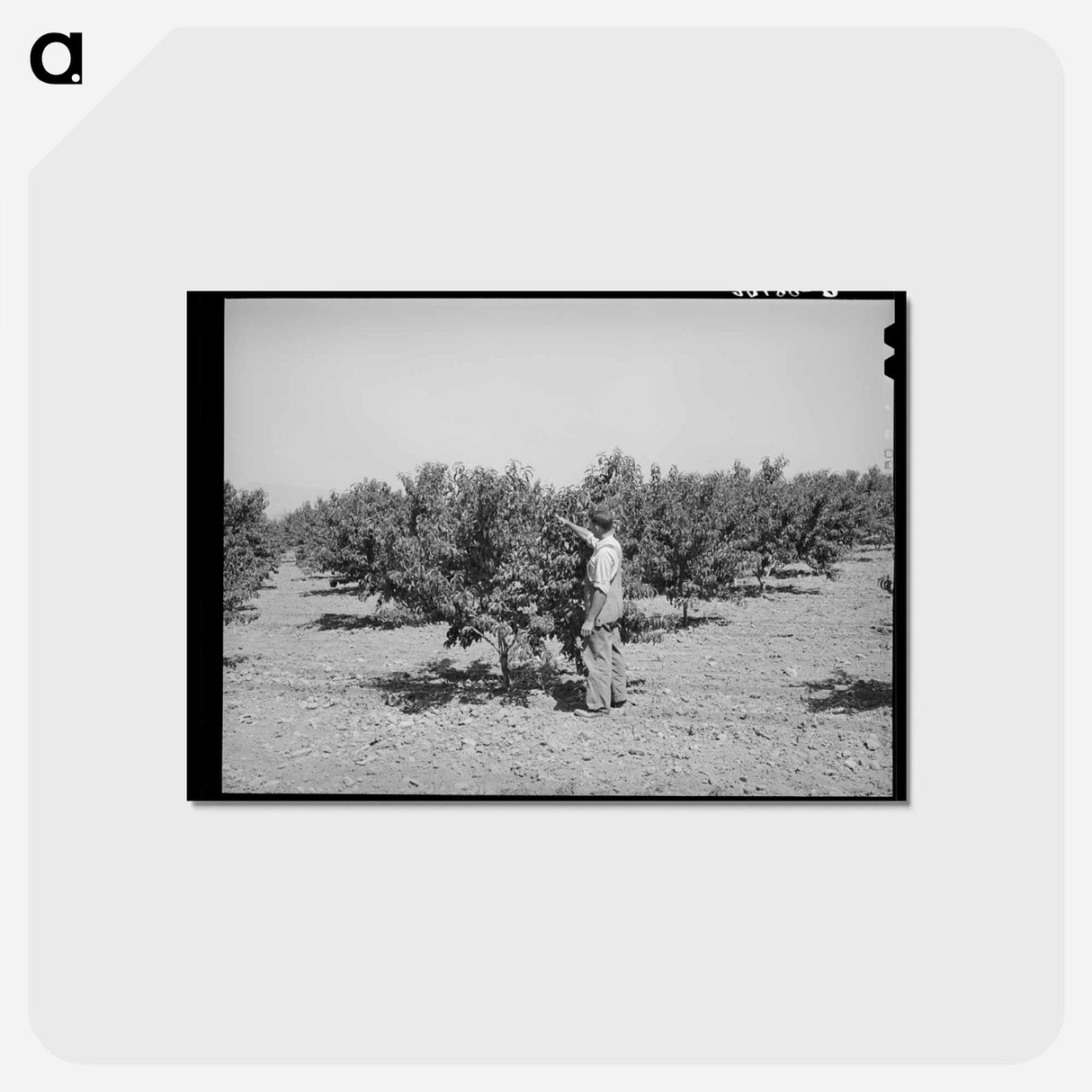 アートポストカード-Cache County Orchard
- ラッセル リー Postcard.