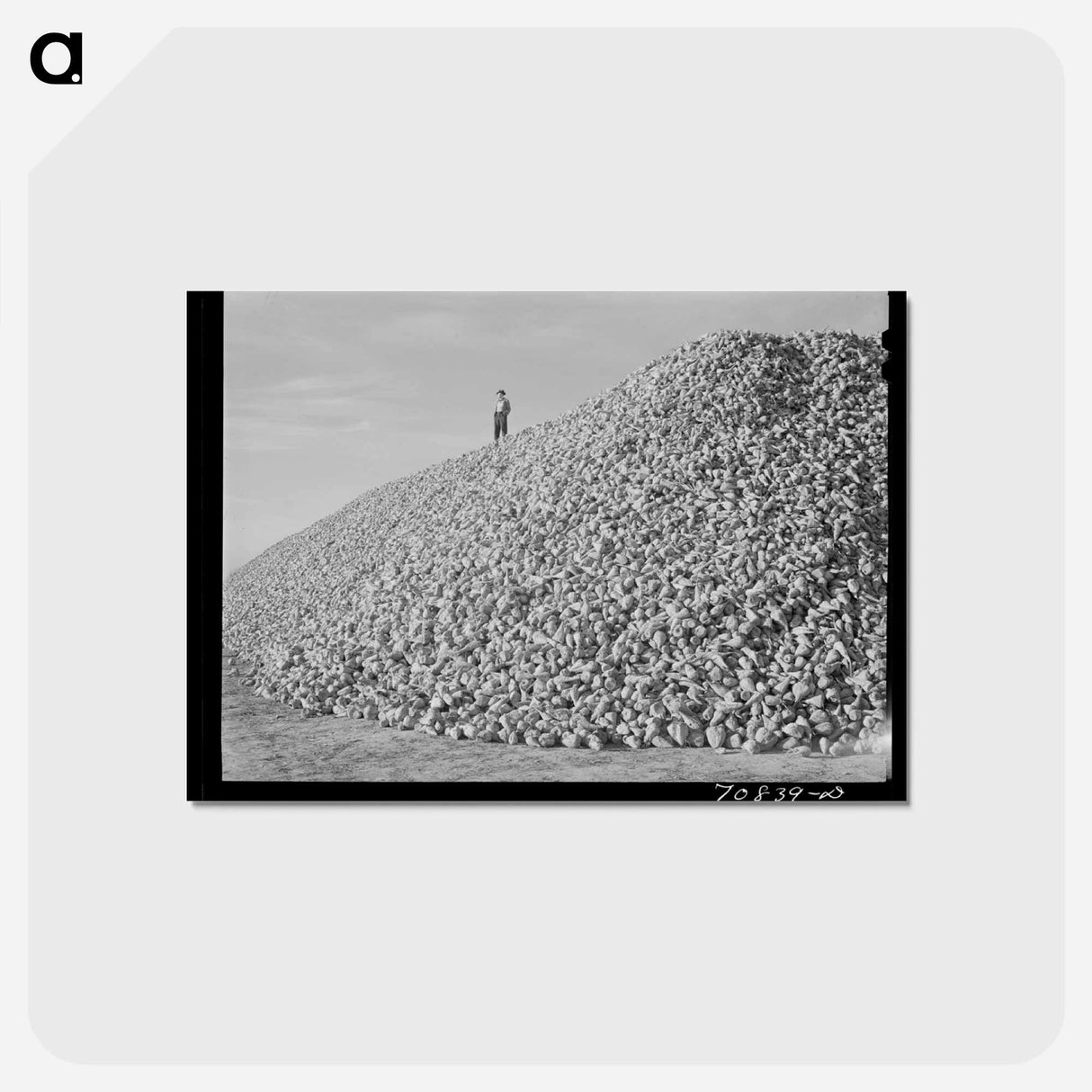 アートポストカード-Sugar Beets, Canyon County
- ラッセル リー Postcard.