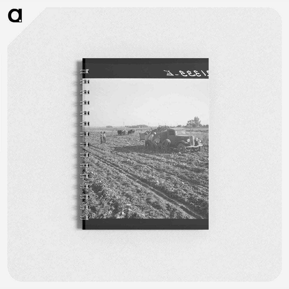 View of sugar beet field with crew loading truck for Nyssa factory - ドロテア ラング Memo.