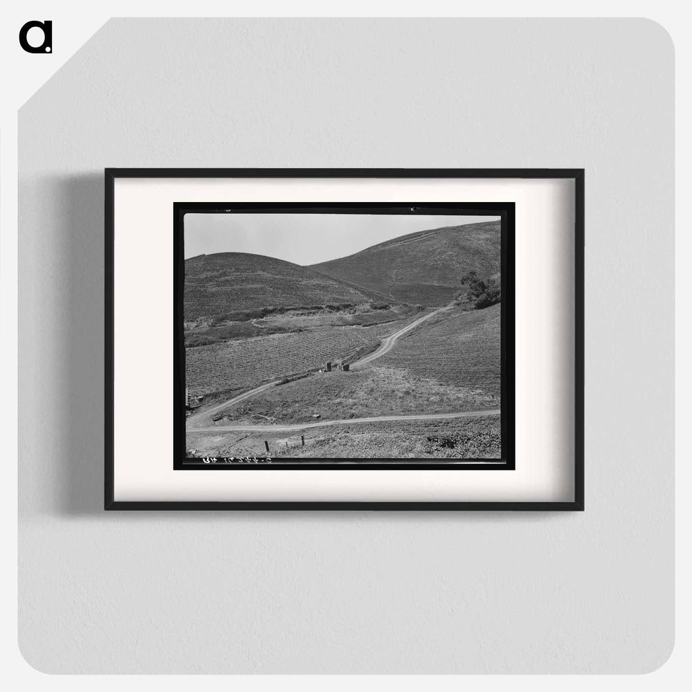 The pea fields of the California coast - Dorothea Lange Poster.