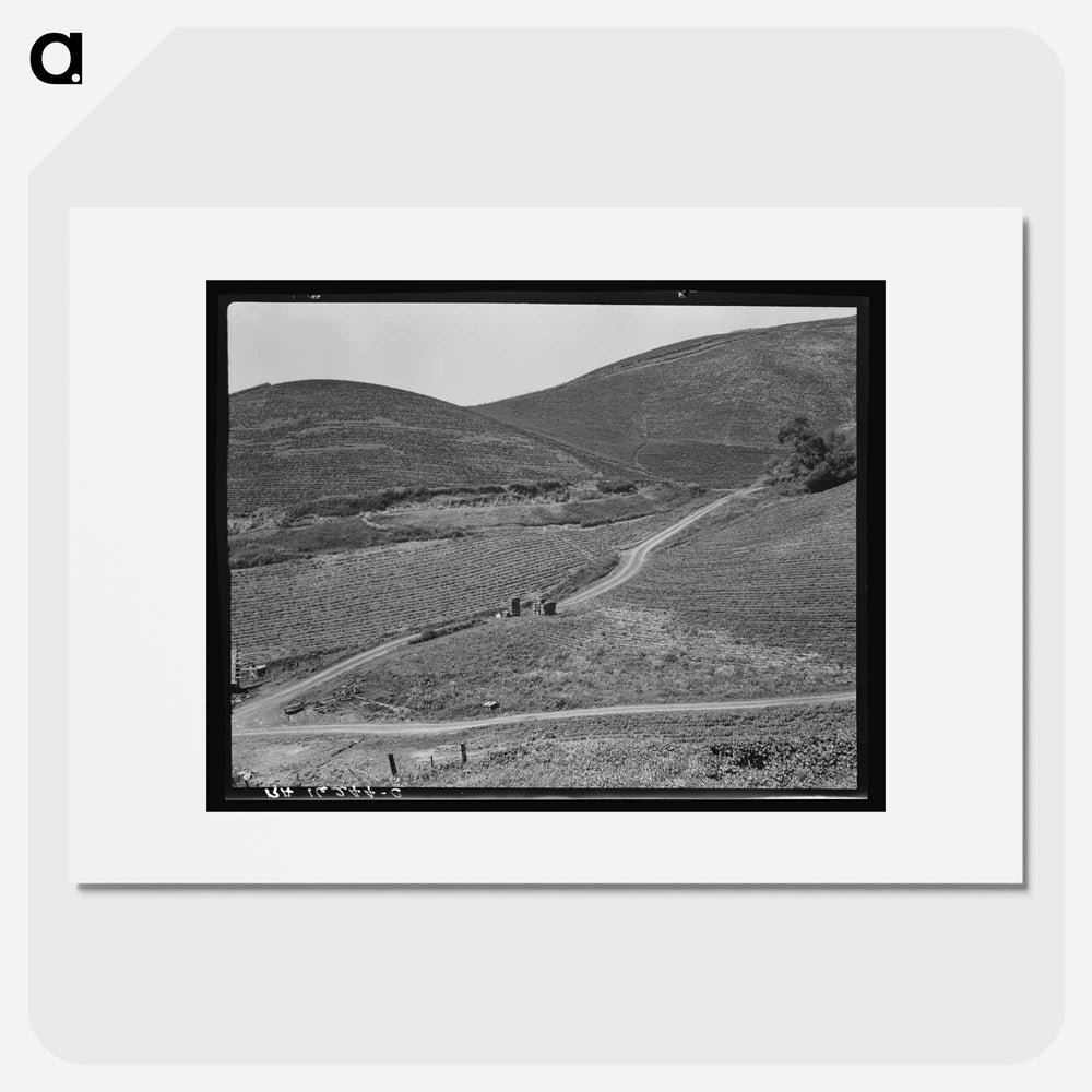 The pea fields of the California coast - Dorothea Lange Poster.