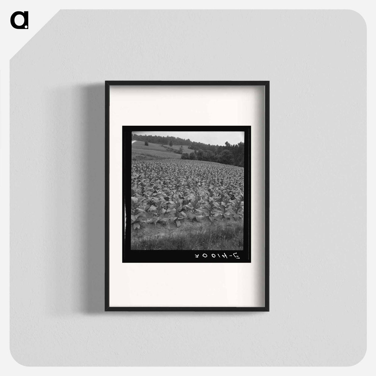 Bright cigarette tobacco growing in sharecropper's field - Dorothea Lange Poster.