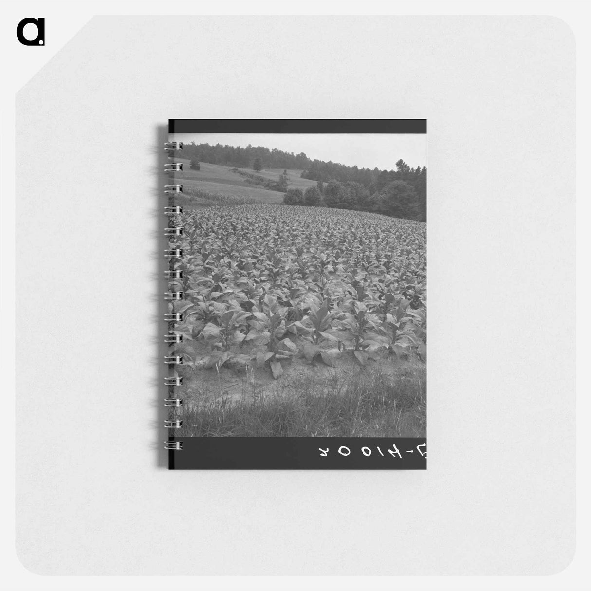 アートメモ帳-Bright cigarette tobacco growing in sharecropper's field - ドロテア ラング Memo.