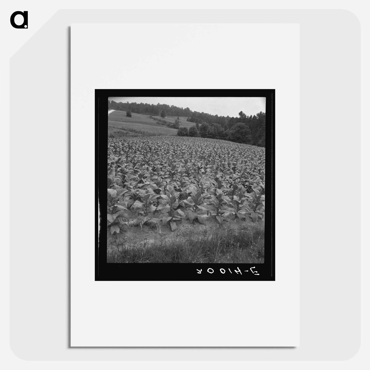 Bright cigarette tobacco growing in sharecropper's field - Dorothea Lange Poster.