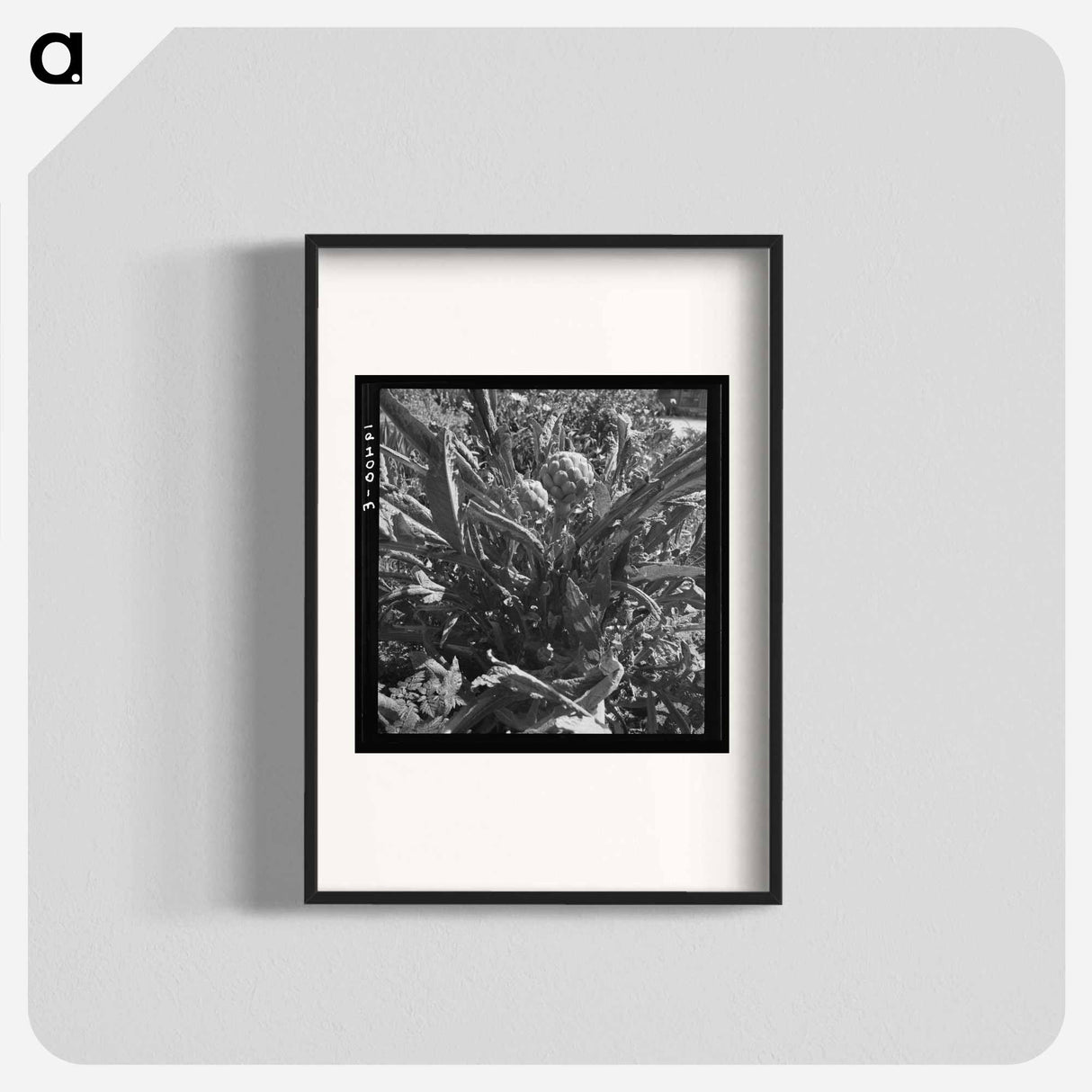 アートポスター-Artichoke - ドロテア ラング Poster.