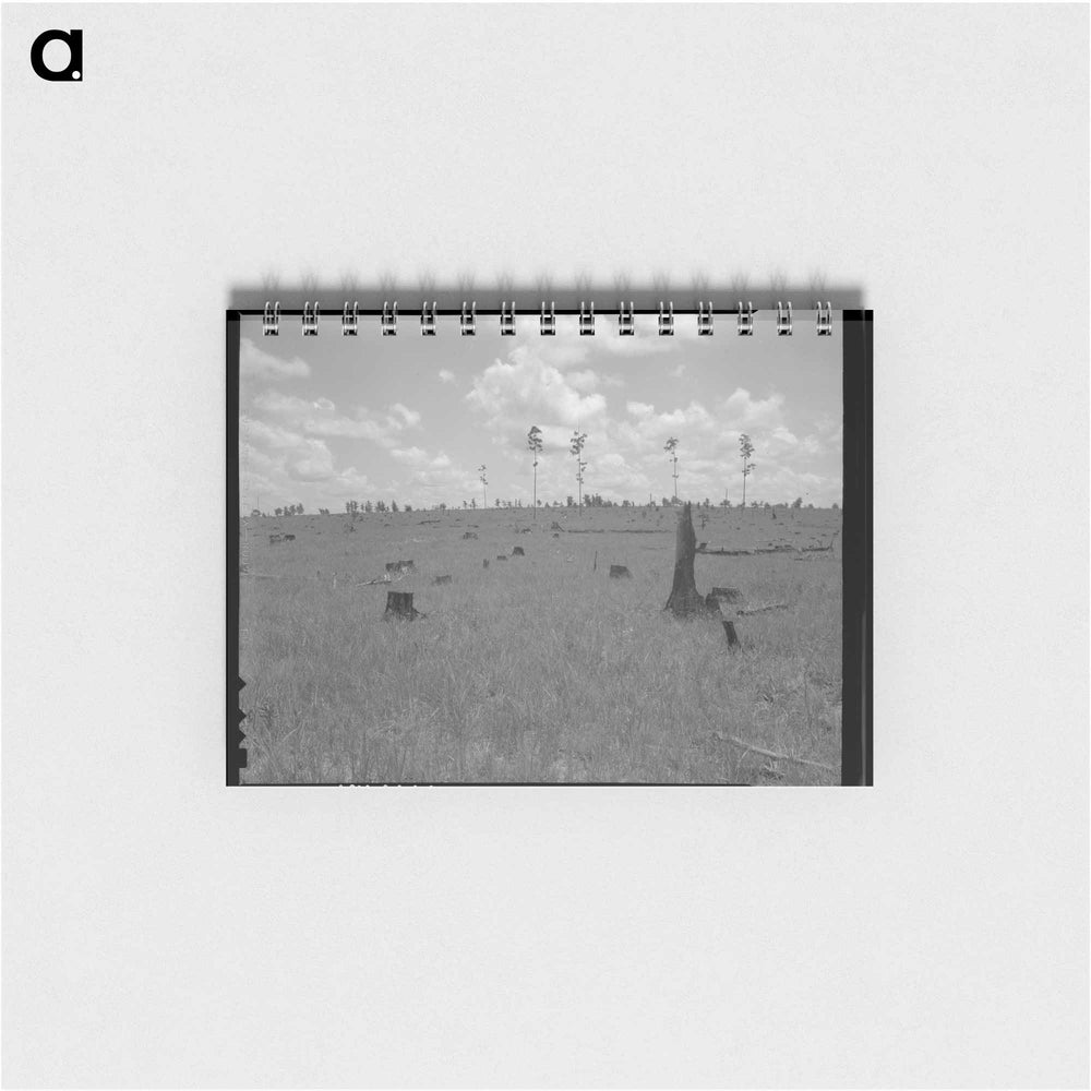 Land cut over by lumber company and not replanted - ドロテア ラング Memo.
