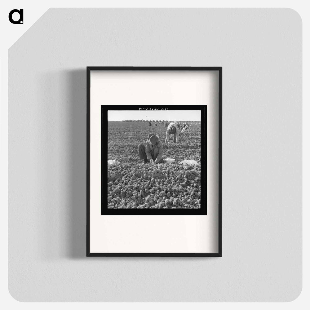 The kind of work drought refugees and Mexicans do in the Imperial Valley, California. Planting cantaloupe. - ドロテア ラング Poster.