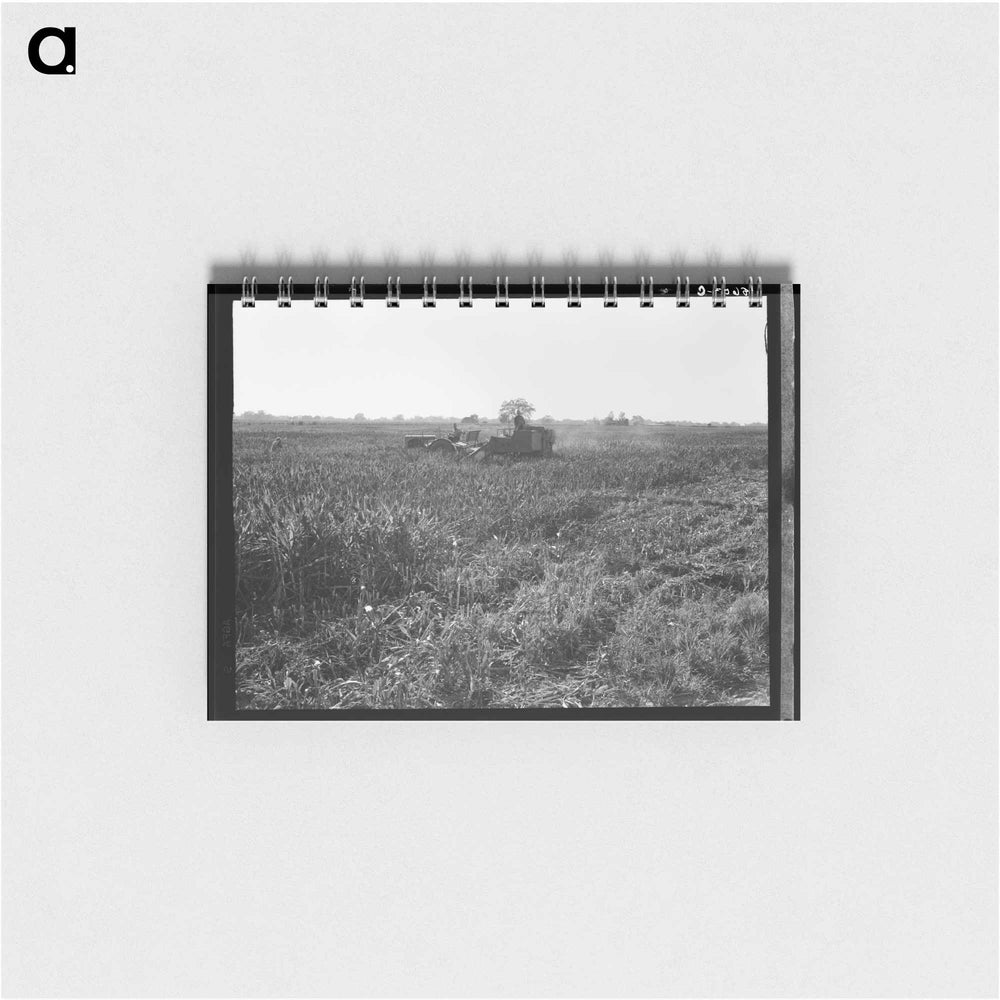 Untitled photo - ドロテア ラング Memo.