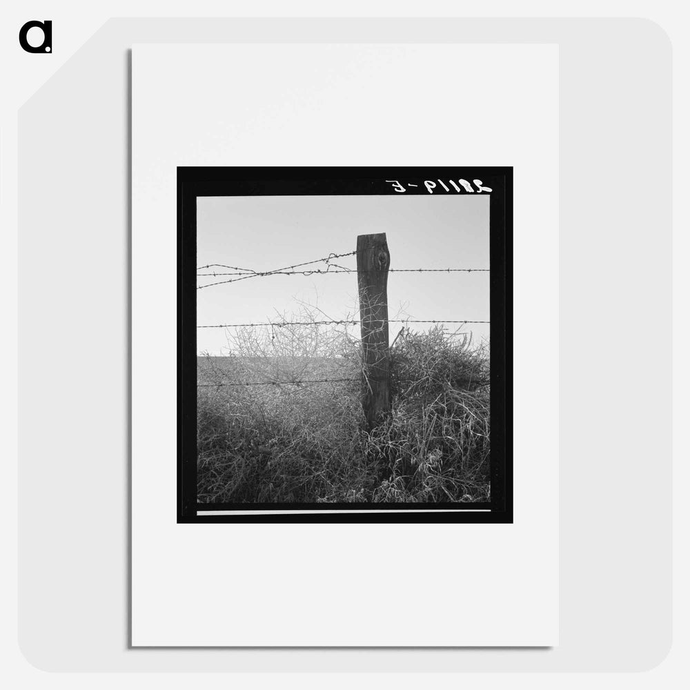 Untitled photo - Dorothea Lange Poster.