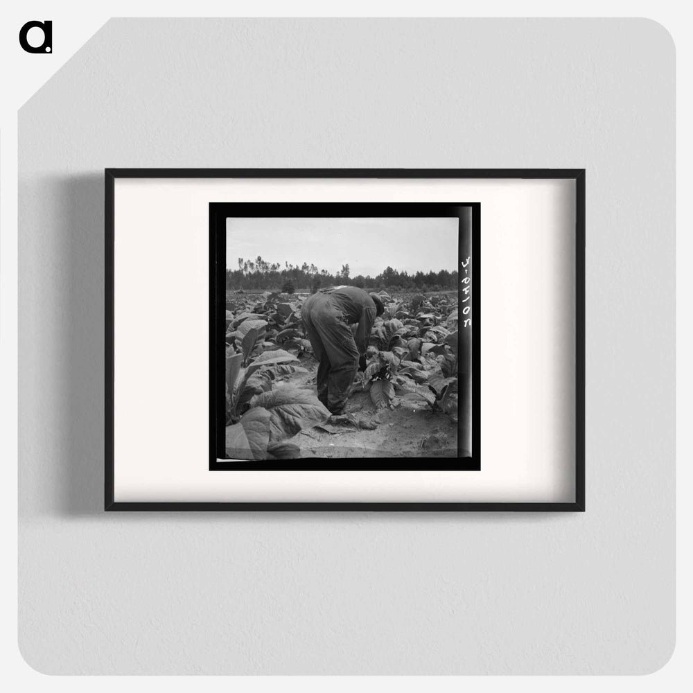 Untitled photo, possibly related to: tenants topping and suckering tobacco plants. Granville County, North Carolina - Dorothea Lange Poster.